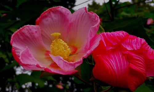 芙蓉花语（揭示芙蓉花所传递的丰富寓意与情感）