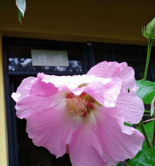 芙蓉花语（揭示芙蓉花所传递的丰富寓意与情感）