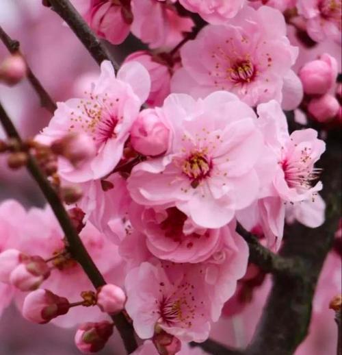 桃花之美（探寻桃花的浪漫与神奇）