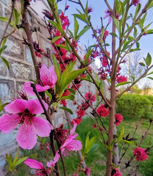 桃花之美（探寻桃花的浪漫与神奇）