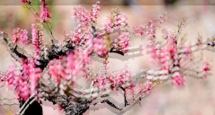 桃花的寓意与象征（桃花的美丽绽放和吉祥象征）