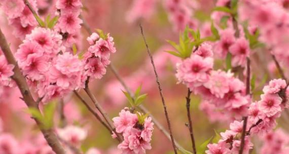 桃花花语（解读桃花花语）