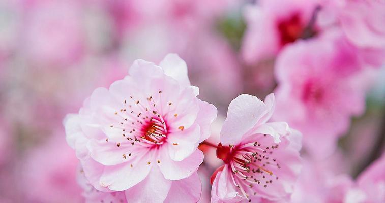 桃花花语（解读桃花花语）