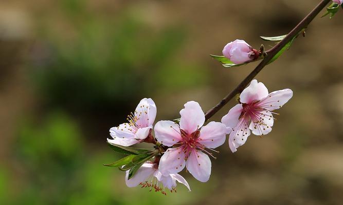 桃花的寓意与象征（赏桃花·解桃花·爱桃花）