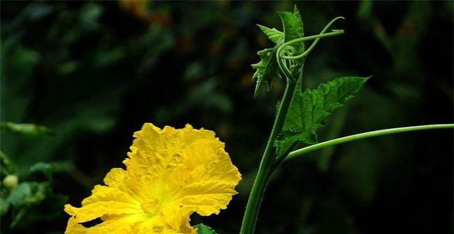 丝瓜种植全过程详解（从开花到结果）