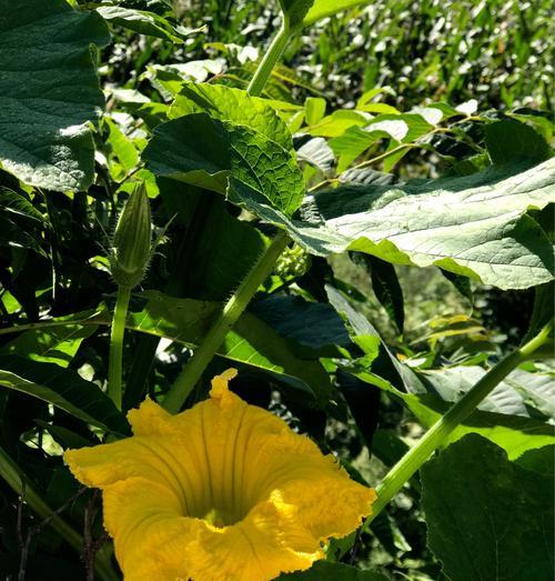 丝瓜花的开放时间与特点（探究丝瓜花的开放规律及其生命力）