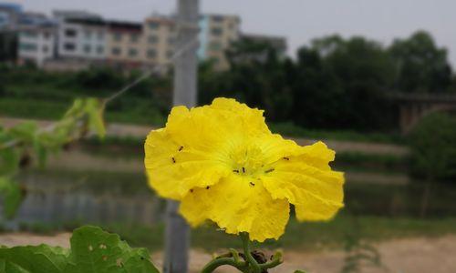 丝瓜开花结果的时间及注意事项（掌握丝瓜开花结果的时间）