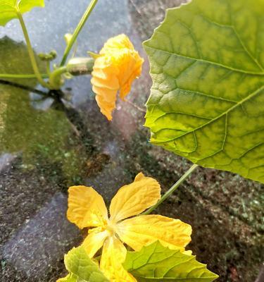 丝瓜花盆种植指南（窄地可种植的多年生蔬菜种植技巧）