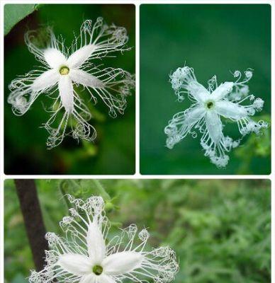 揭开丝瓜花性别之谜（探究丝瓜是单性花还是双性花的真相）