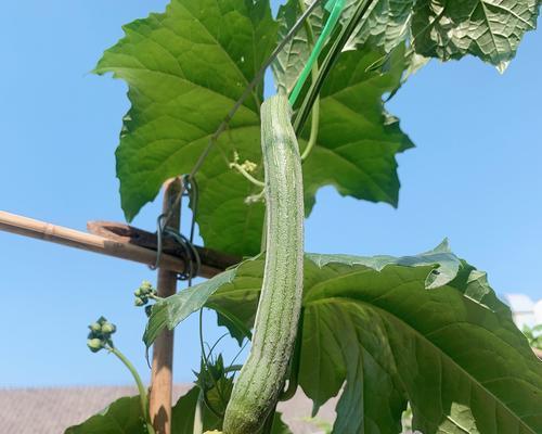 丝瓜，夏季必不可少的佳肴（夏日炎炎）