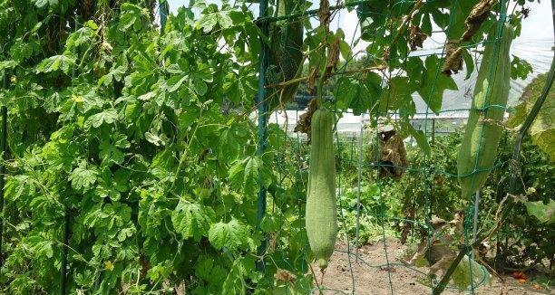 丝瓜种植间距是多少（掌握正确的间距）