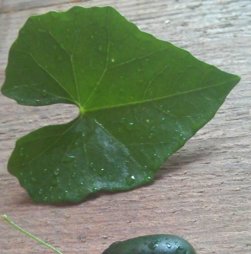 丝瓜种子的来源与特点（探寻丝瓜种子的起源和种植技巧）