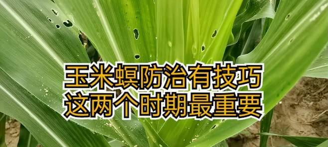 如何有效防治丝瓜钻心虫（药物防治方法详解）