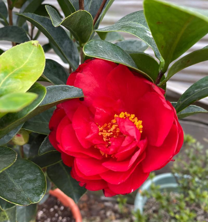 四季茶花的浇水方法（建议及注意事项）