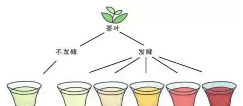 四季茶花的喜阳喜阴特点（探究四季茶花的生长环境及对光照的要求）