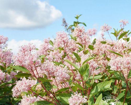 四季常绿的花卉（探秘四季常绿的美丽世界）