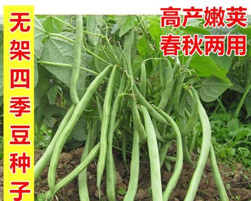 四季豆苗移栽技巧（适宜移栽季节与注意事项）