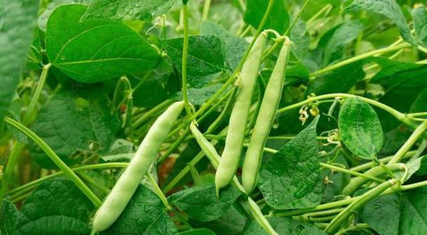 四季豆的最佳食用季节（了解四季豆的时令食用）