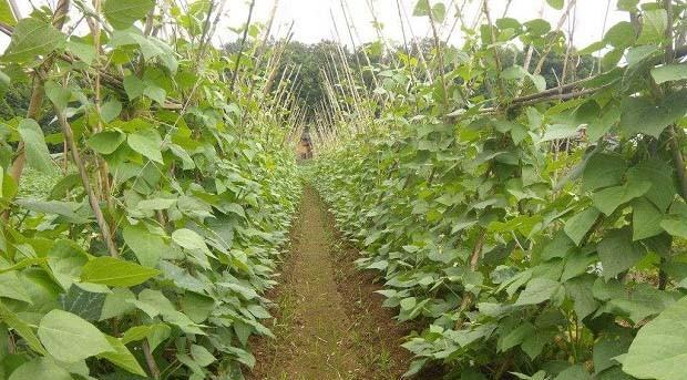 四季豆的种植与管理（从种子到收获的全过程）