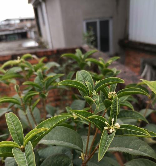 四季桂花不只有春天开（冬日也能看到美丽的桂花）