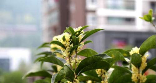 四季桂花开花时间全解析（一年四季皆有盛开时刻）