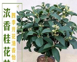 四季桂喜水，清新美丽的水生植物（探秘四季桂的生长环境及特点）