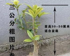 四季桂修剪指南（掌握正确方法）