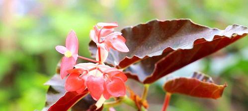 四季海棠夏季养护指南（打造鲜花盛开的美丽庭院）