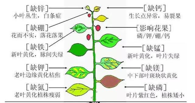 四季海棠叶子卷曲原因与处理方法（为什么叶子会卷曲）