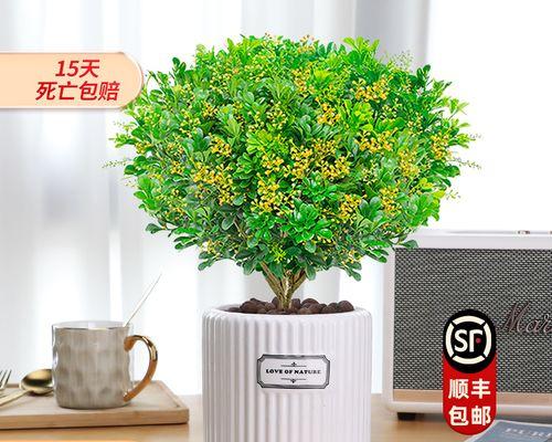 四季常开花香永存（探寻一年四季花海拥抱自然绿意）