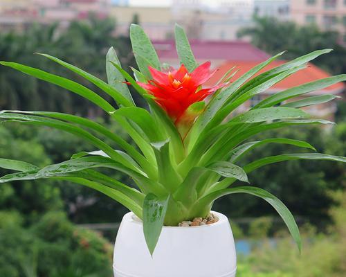 四季开花的木本植物花卉（从春到冬）