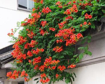 四季开花的爬藤花卉（探秘四季开花的美丽花卉）