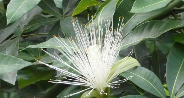 四季开花的树种（从春夏秋冬）