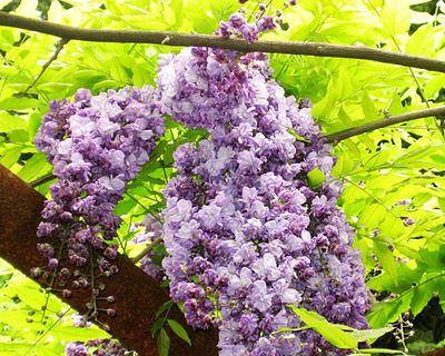 四季开花的树种（从春夏秋冬）