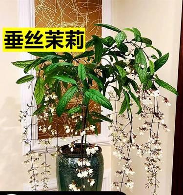 四季开花的植物大——探秘花开花落的奥秘