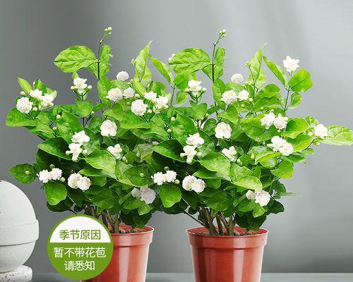 四季开花的植物大——探秘花开花落的奥秘