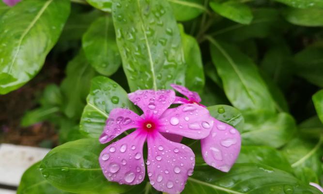 四季梅是多年生植物（揭秘四季梅的生命周期及养护技巧）