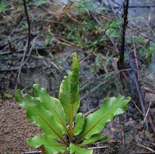 四叶草究竟是不是蕨类植物（探究四叶草的真实身份及分类情况）