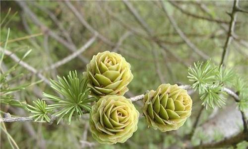 松果是裸子植物（探究松果的分类）