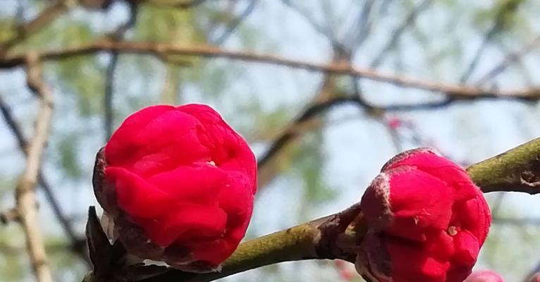 桃花的花语和传说（桃花的美丽和神奇之旅）