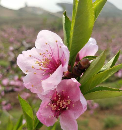 桃花的寓意与象征（探索桃花的文化象征及其丰富内涵）