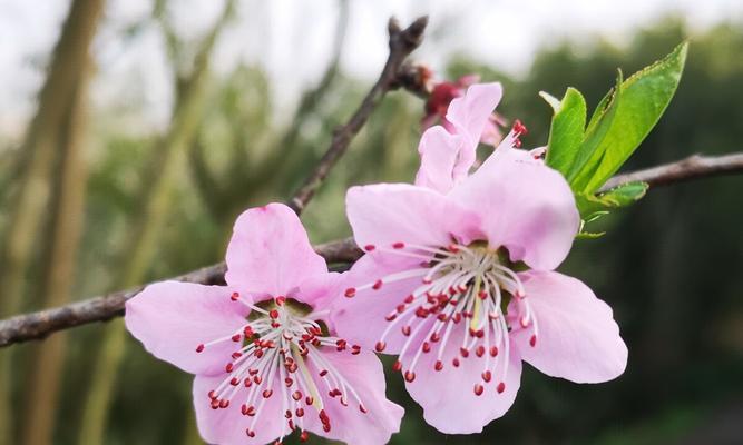 桃花花语（桃花花语的代表意义及其深远影响）