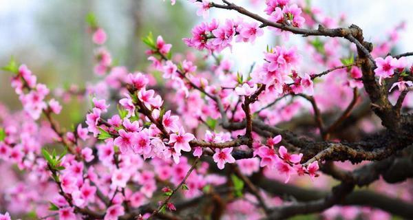 桃花花语（桃花花语的代表意义及其深远影响）