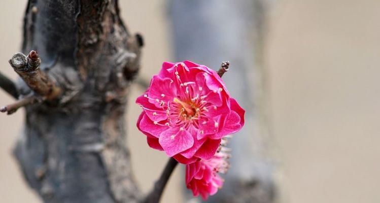 桃花照人生，十二生肖中哪个代表桃花（揭秘桃花运最旺盛的生肖）