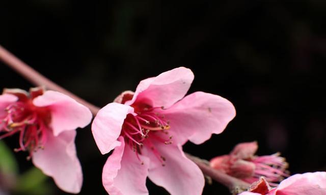 桃花照人生，十二生肖中哪个代表桃花（揭秘桃花运最旺盛的生肖）