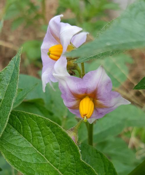 土豆开花的意义及预示（土豆开花是什么意思）