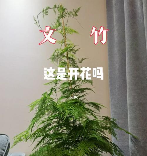 文竹开花寓意与养殖技巧（解析文竹开花的吉祥寓意）