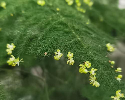 文竹开花的寓意与象征（揭示文竹花开背后的深层意义）