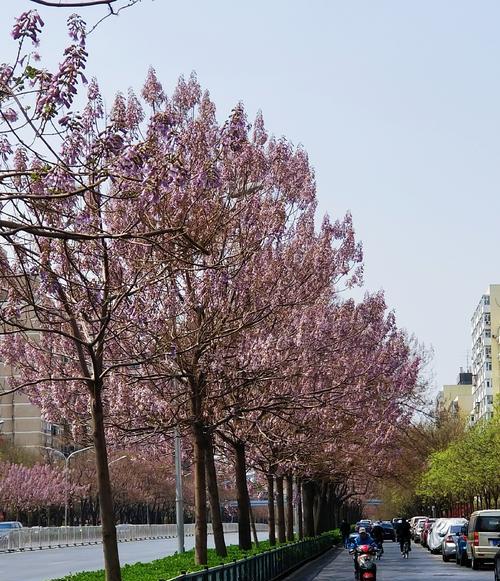 梧桐花的寓意和营养价值（领悟生命之美）