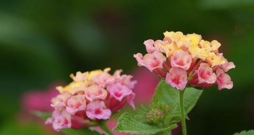 五色梅花语之美——花开五彩缤纷（探寻五色梅的花语与美丽）